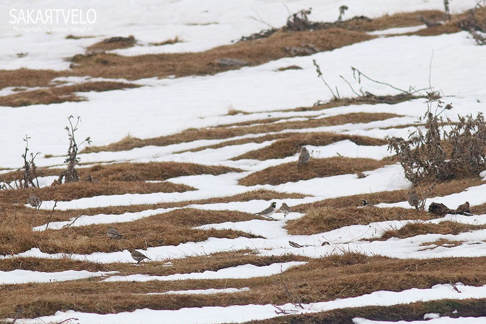 Horned Lark - ML134980571