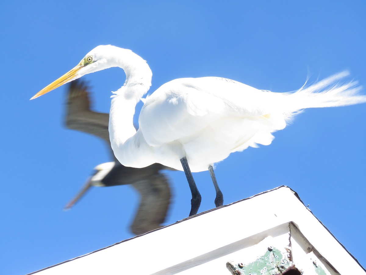 Great Egret - ML134981971