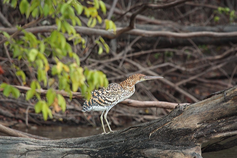 Rufescent Tiger-Heron - ML134982791