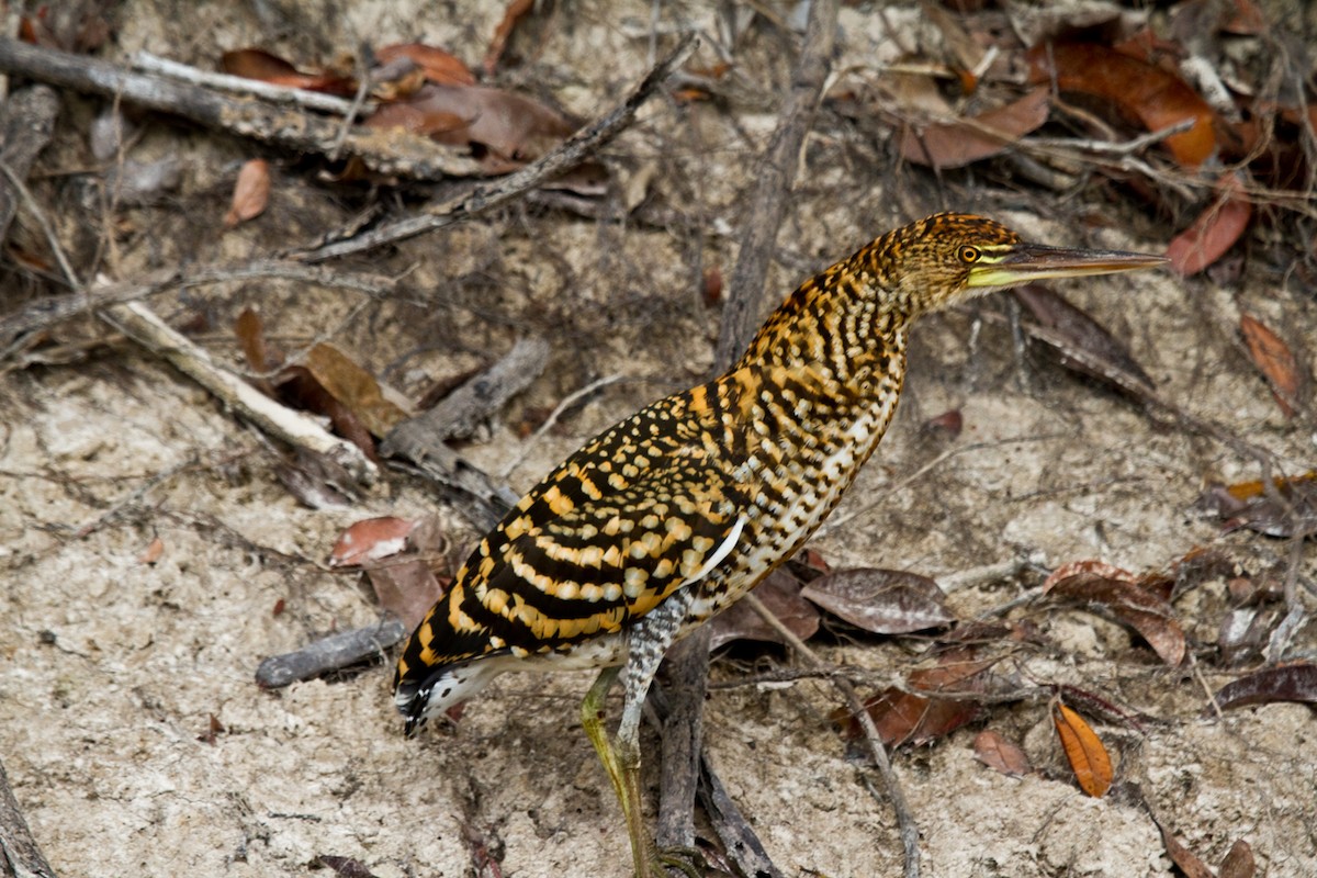 Rufescent Tiger-Heron - ML134983381