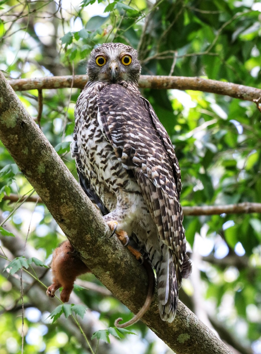 Powerful Owl - ML134985111