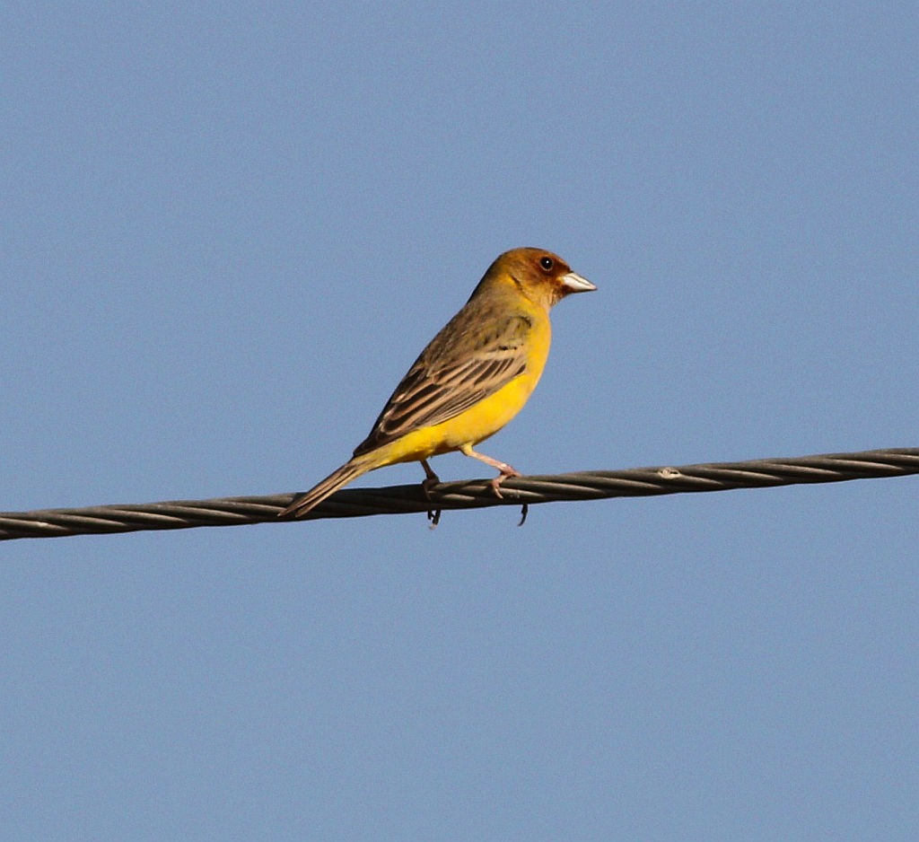 Bruant à tête rousse - ML134985981