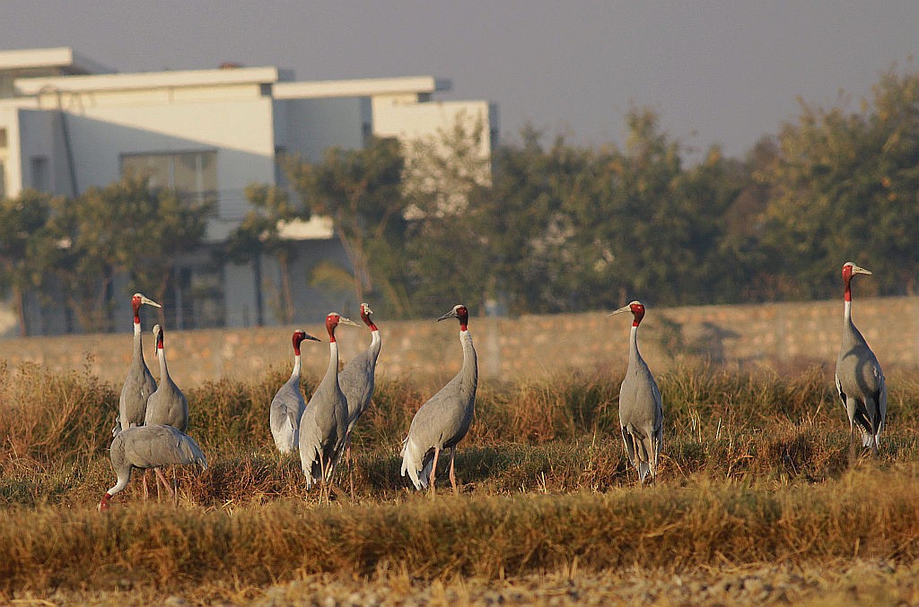 Sarus Crane - Kaajal Dasgupta