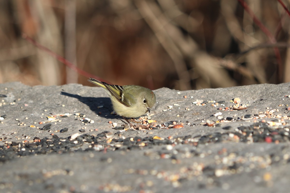 Ruby-crowned Kinglet - Cesar Ponce