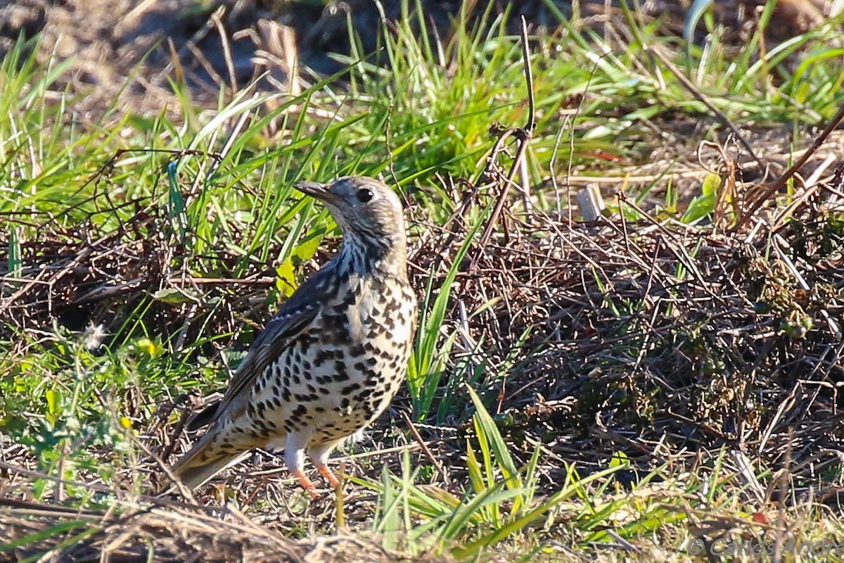 Mistle Thrush - ML134992311