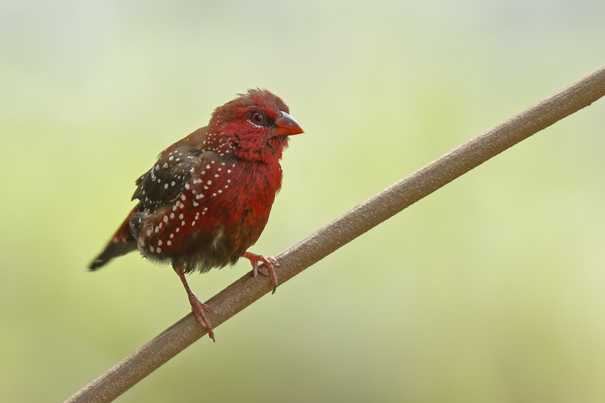 Red Avadavat - ML134993011