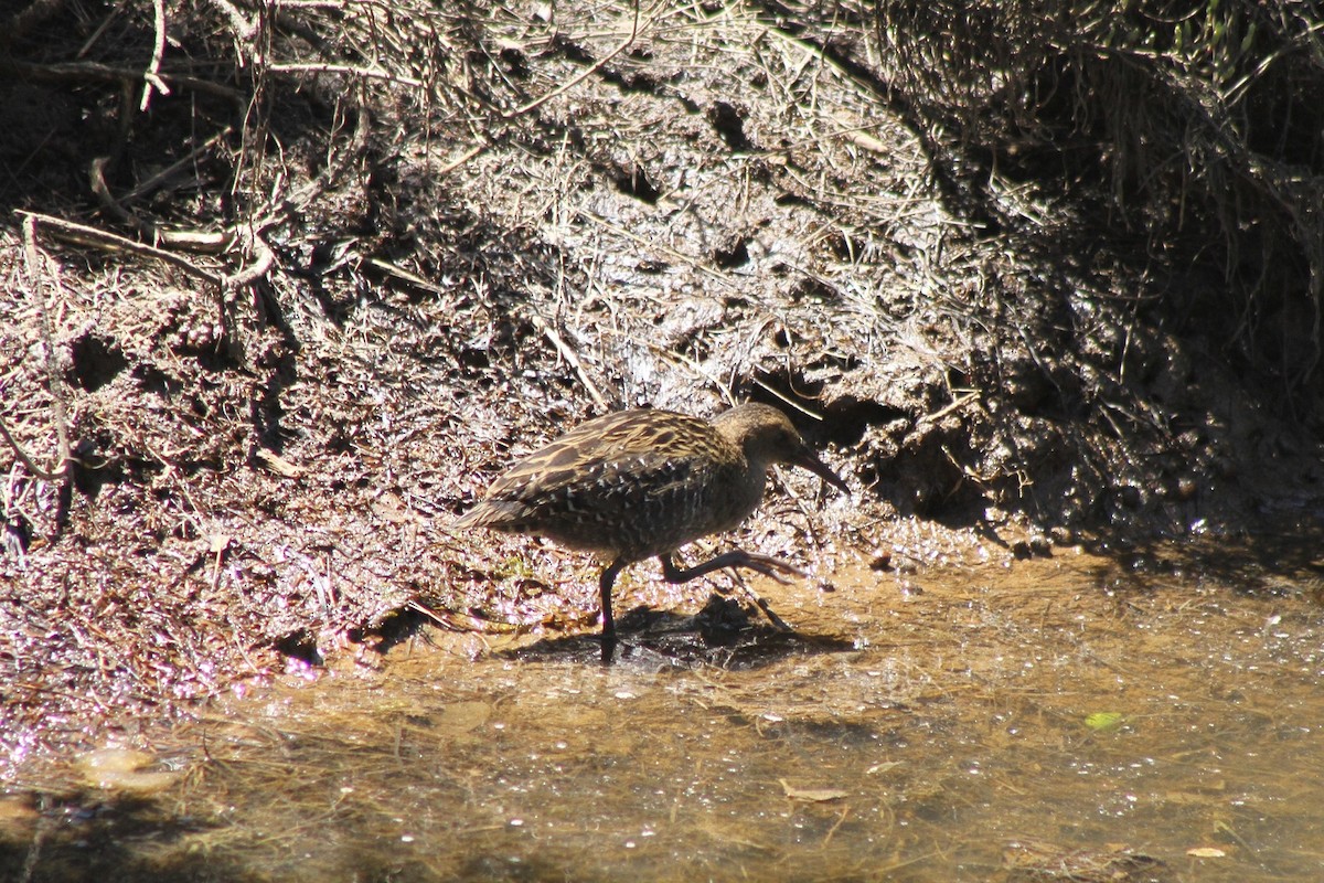 Lewin's Rail - ML134993791