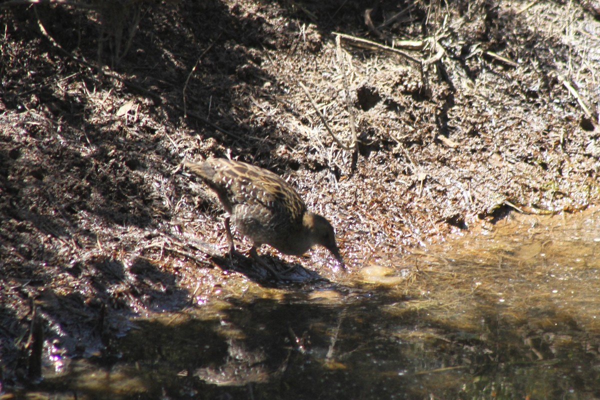 Lewin's Rail - ML134993801