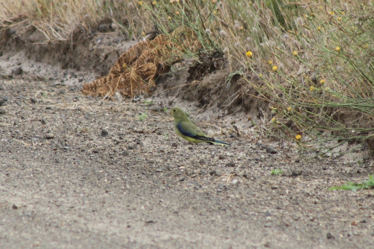 Blue-winged Parrot - ML134993831