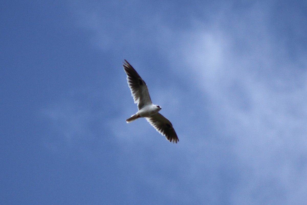 Black-shouldered Kite - ML134993891