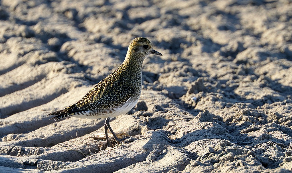 European Golden-Plover - ML134994611