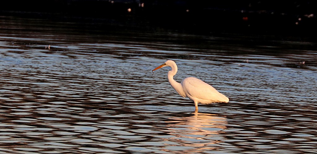 Great Egret - ML134995471