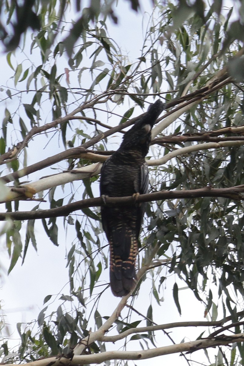 Red-tailed Black-Cockatoo - ML134996431