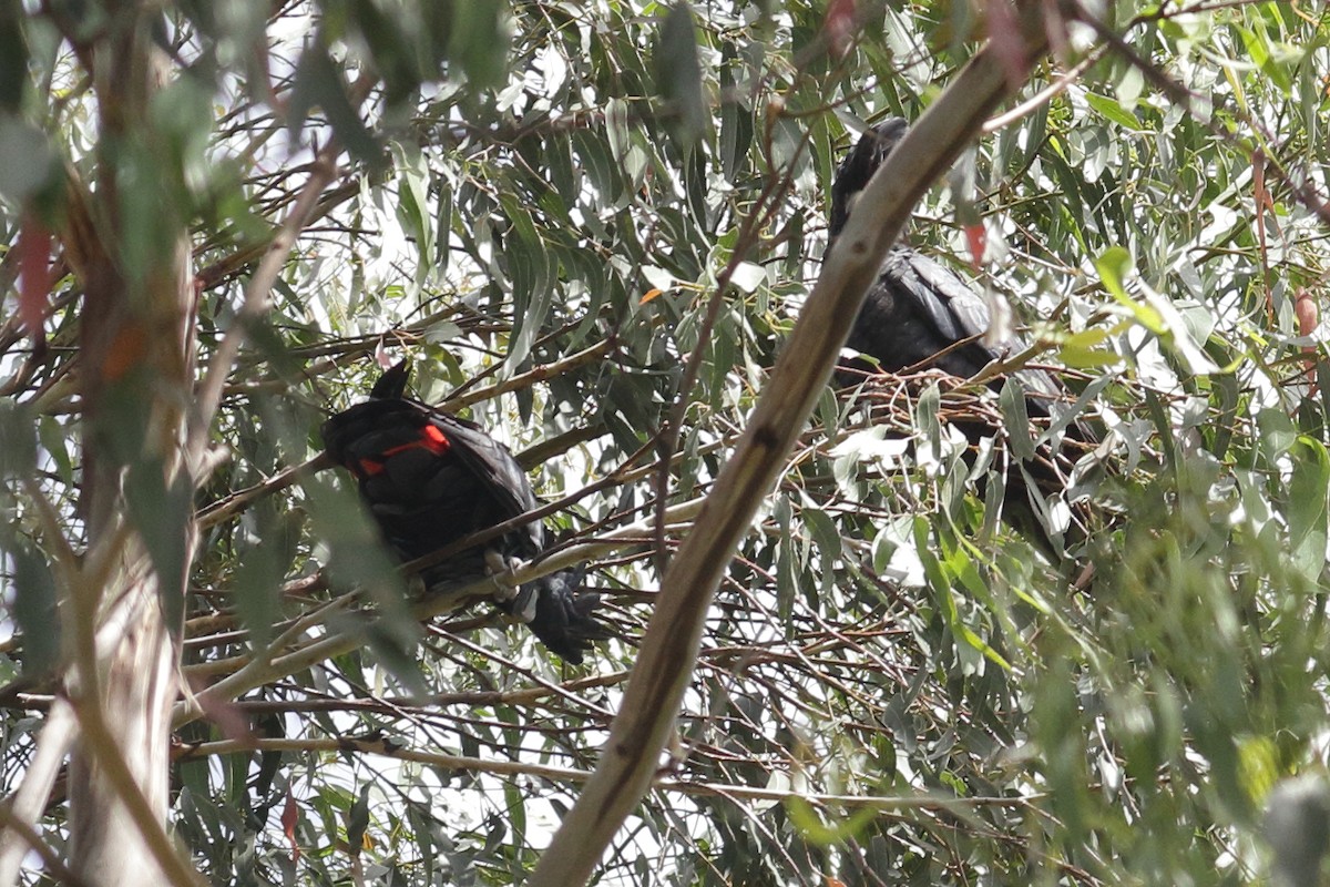 Red-tailed Black-Cockatoo - ML134996441