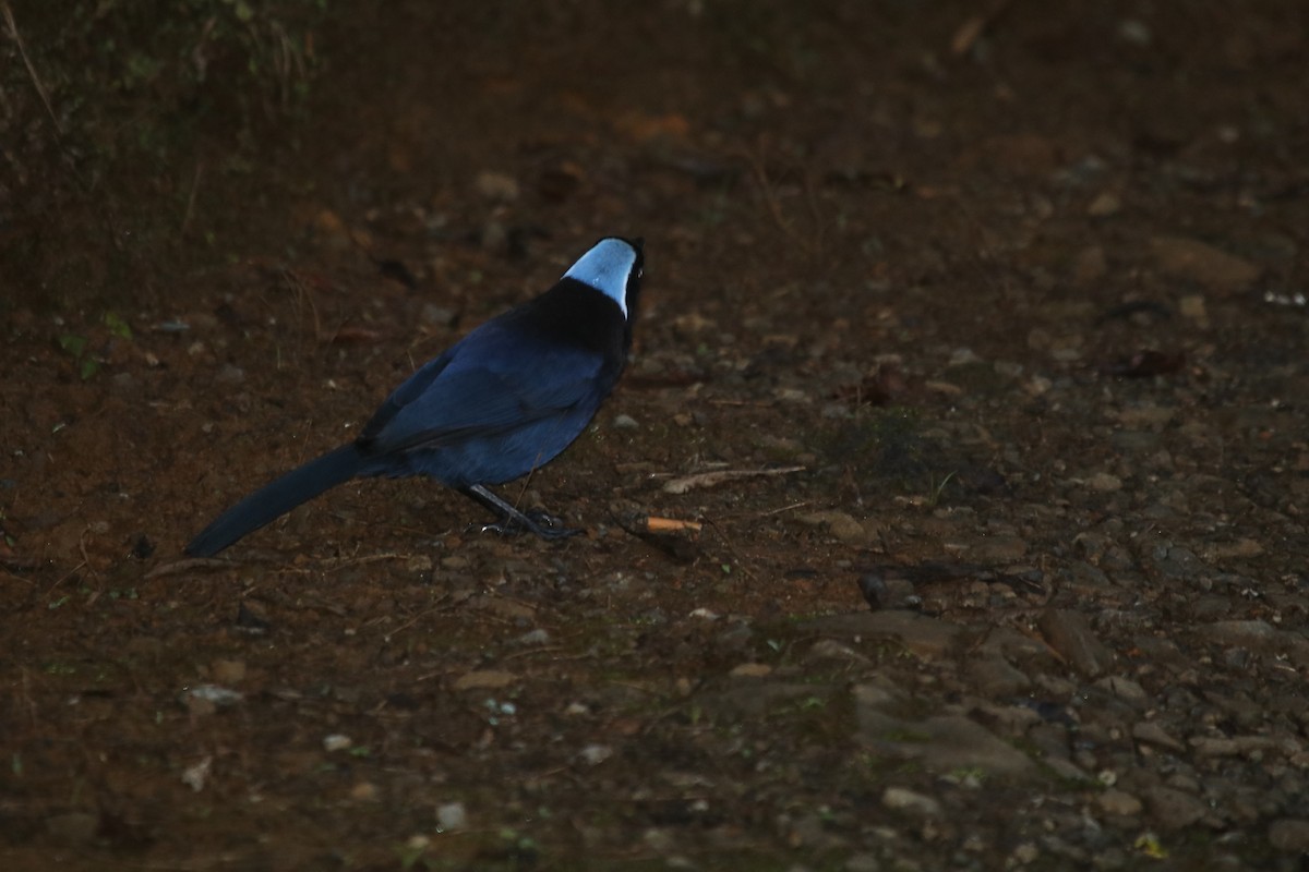 Azure-hooded Jay - ML134998661