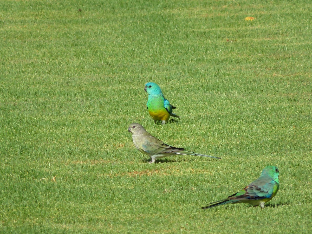 Red-rumped Parrot - ML134998761
