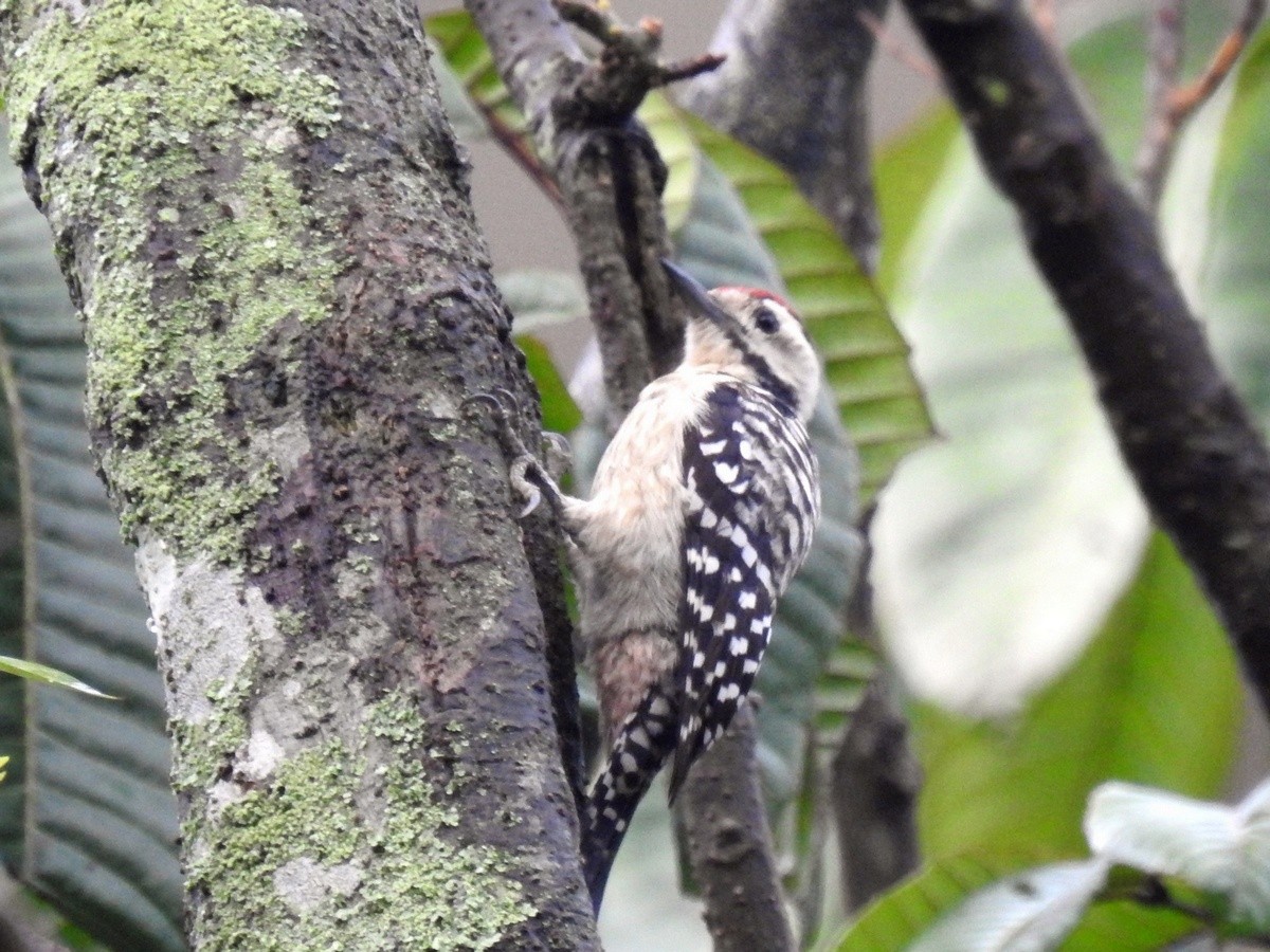 Freckle-breasted Woodpecker - ML135000371