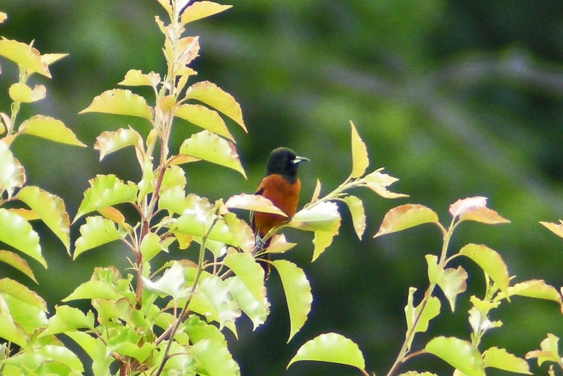 Oriole des vergers - ML135001691