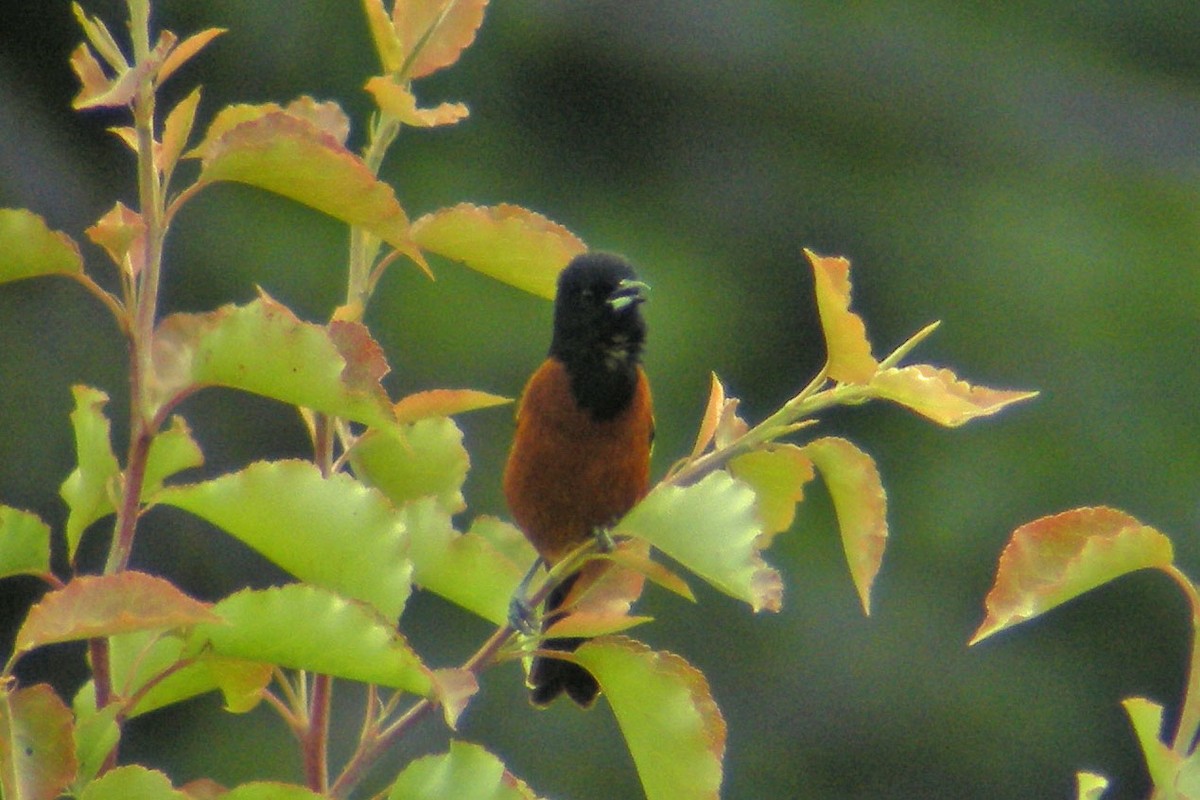 Orchard Oriole - ML135001701