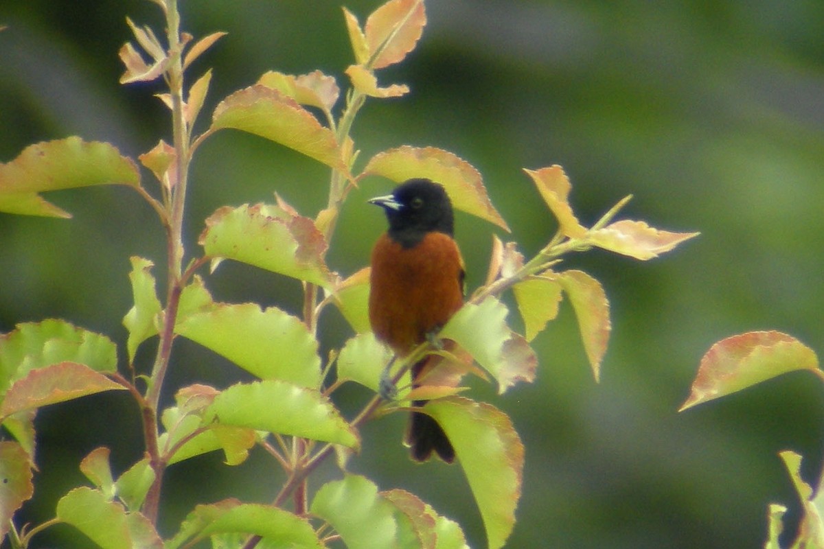 Orchard Oriole - ML135001711