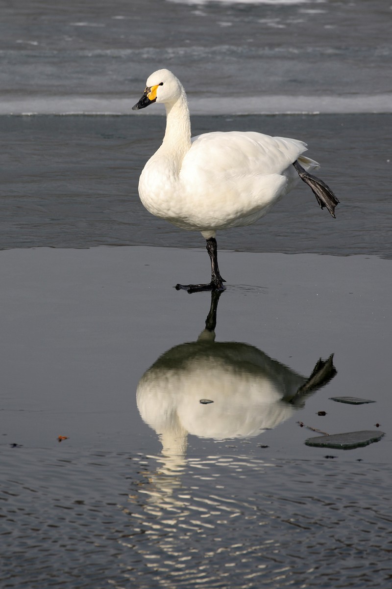 Tundra Swan (Bewick's) - Charley Hesse TROPICAL BIRDING
