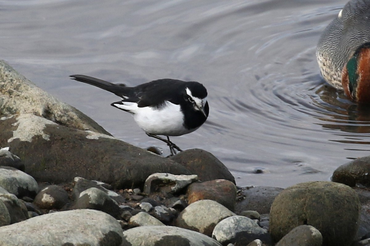 Japanese Wagtail - Charley Hesse