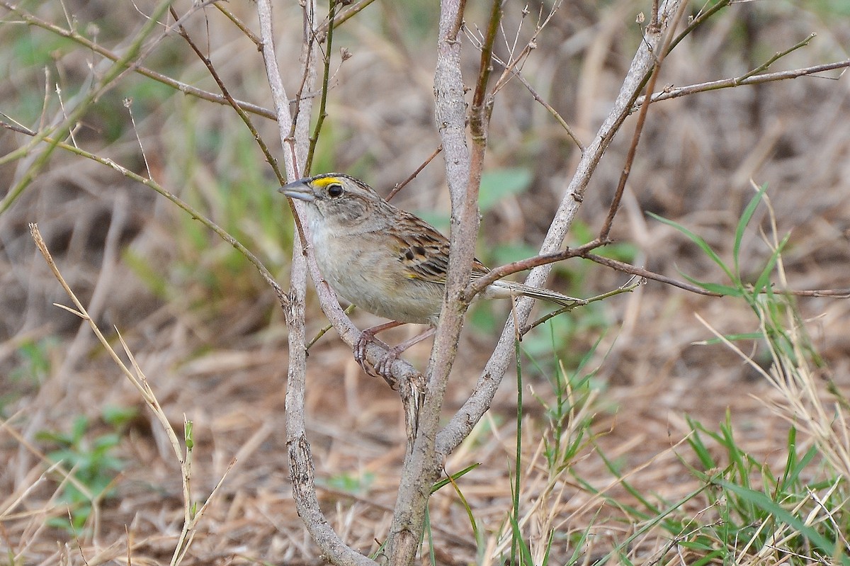 Grassland Sparrow - ML135003141