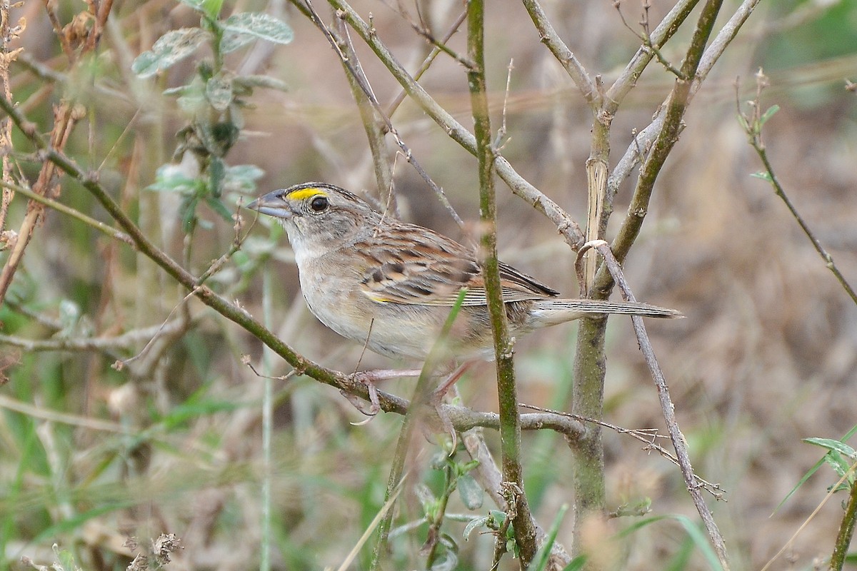 Grassland Sparrow - ML135003161