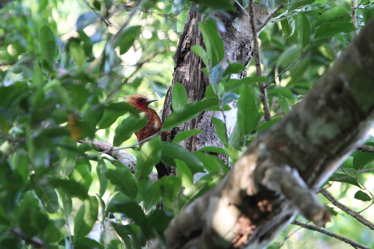 Chestnut-colored Woodpecker - ML135004651