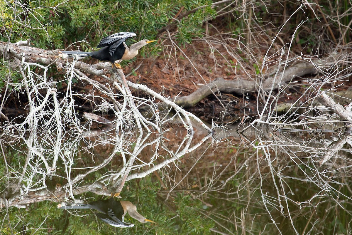 Amerika-Schlangenhalsvogel - ML135008901