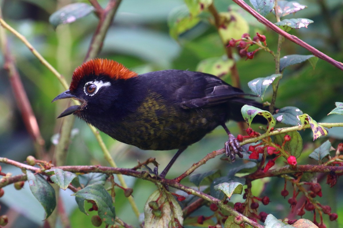 White-rimmed Brushfinch - ML135009831