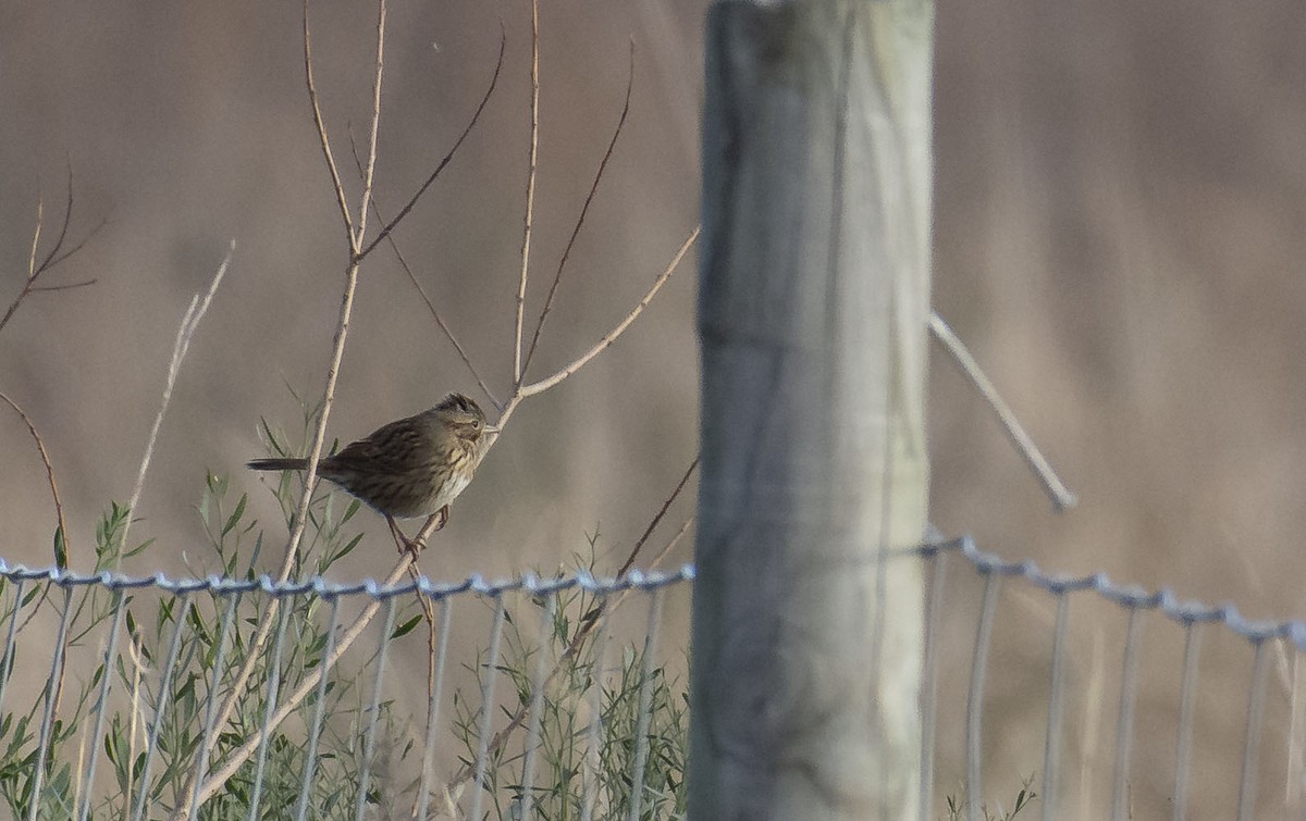 Lincoln's Sparrow - ML135009901