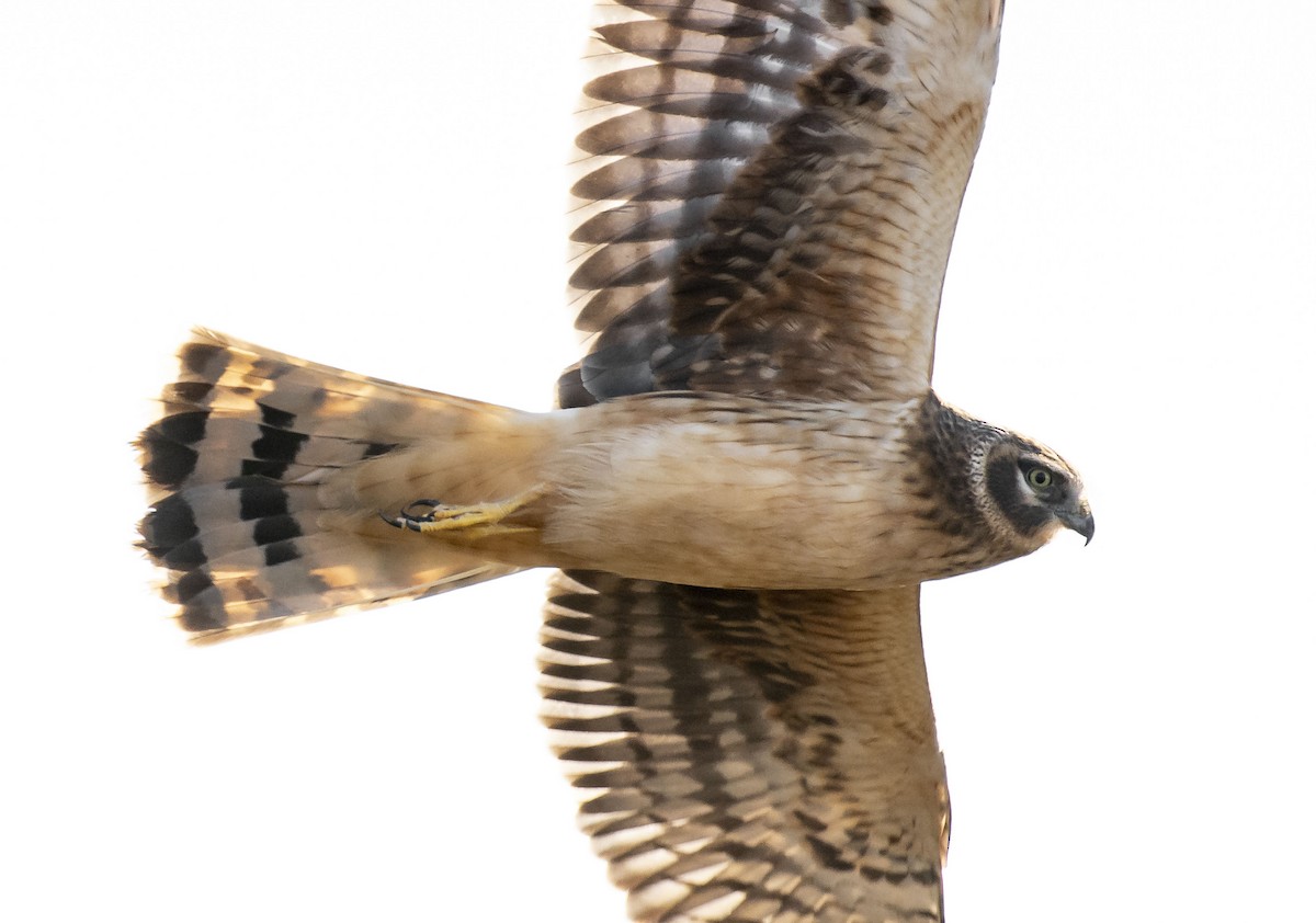 Northern Harrier - ML135011141