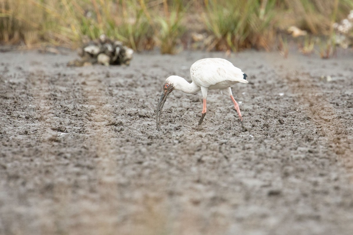 Ibis blanc - ML135011561