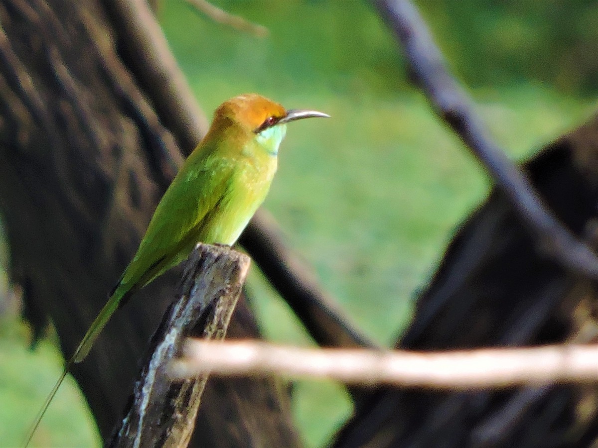 Asian Green Bee-eater - ML135012051