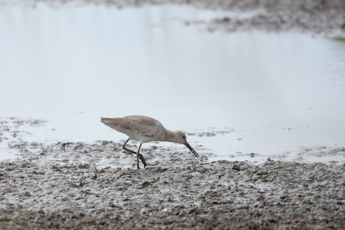 Willet - ML135012921