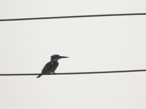 Pied Kingfisher - Partha sarathy