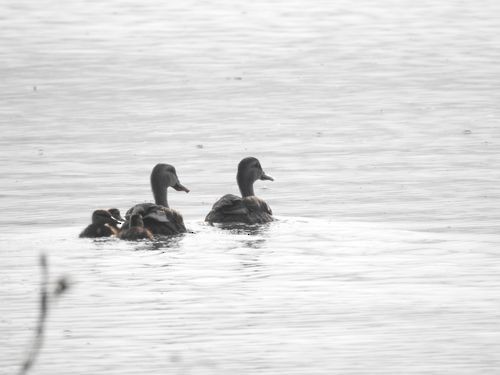 Indian Spot-billed Duck - ML135013821