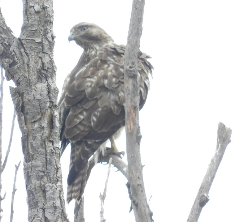 Red-tailed Hawk - Annamaria Savarino