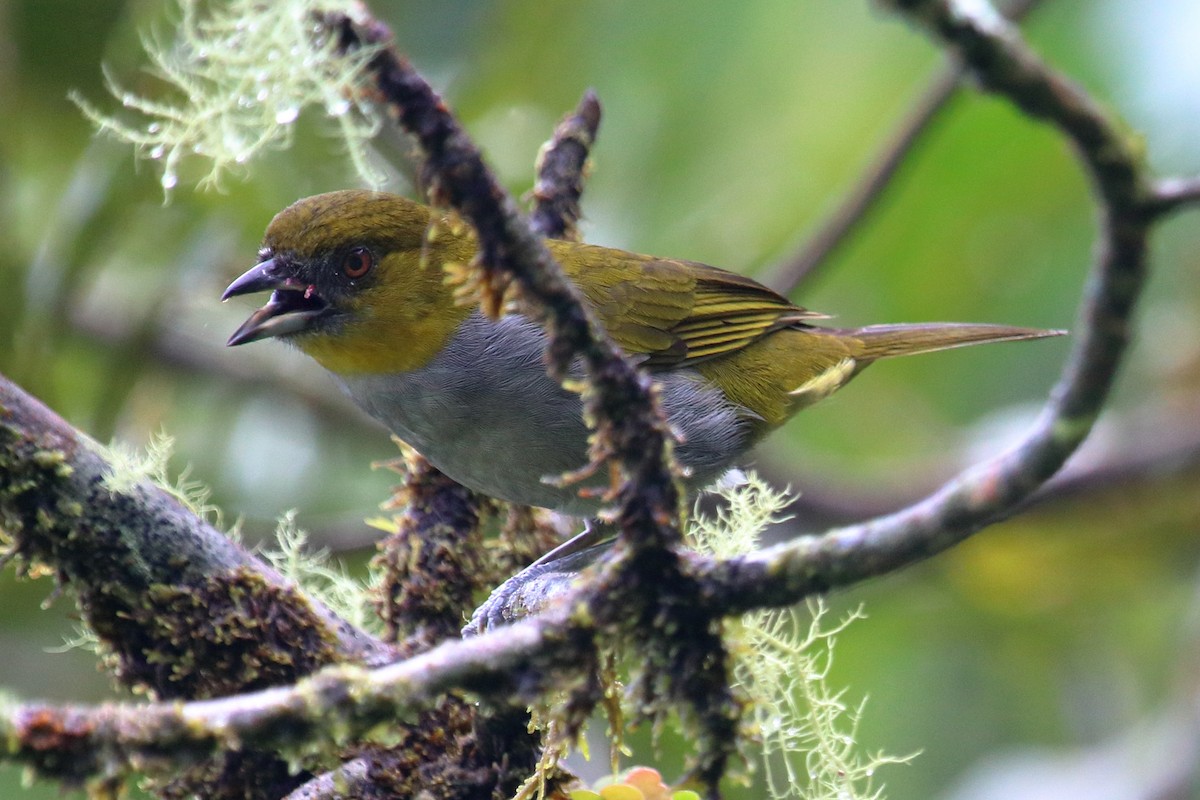 Yellow-throated Chlorospingus - ML135017191