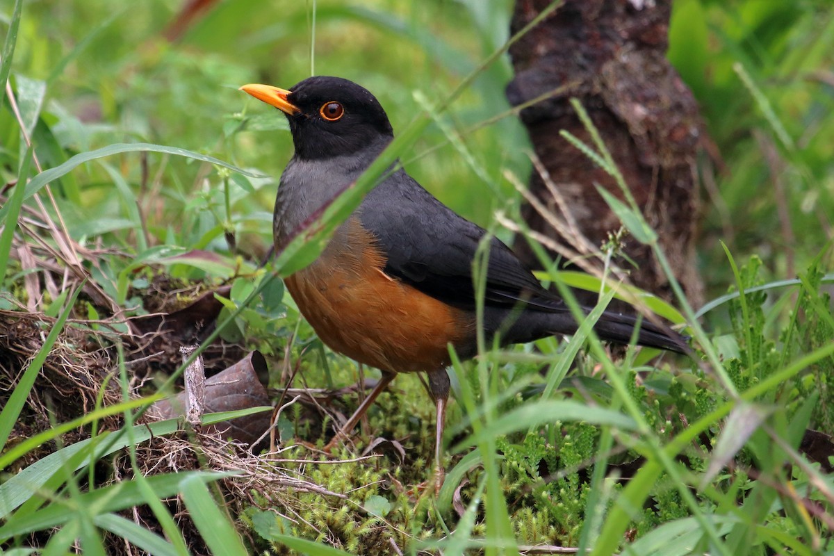 Chestnut-bellied Thrush - Mark Scheuerman