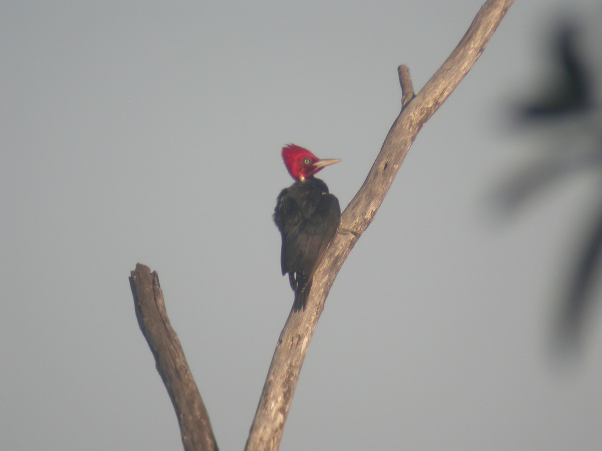 Pale-billed Woodpecker - ML135018191