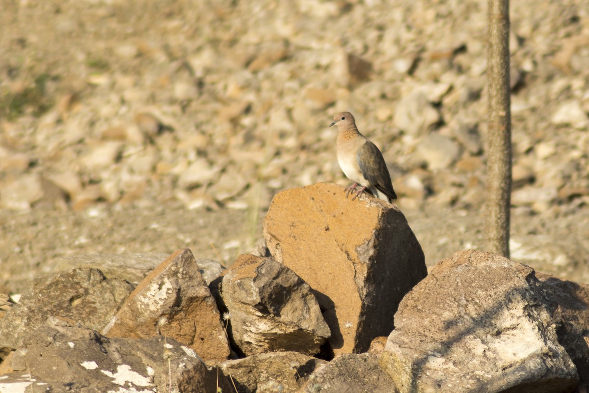 Laughing Dove - Ramesh Desai