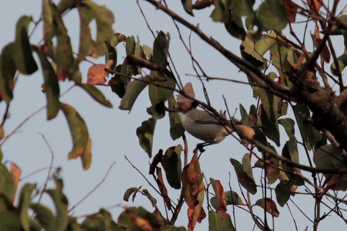 Lesser Whitethroat (Hume's) - ML135020761