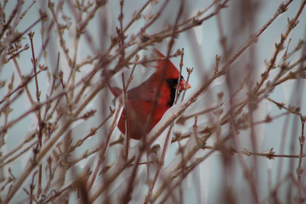 Northern Cardinal - ML135021911