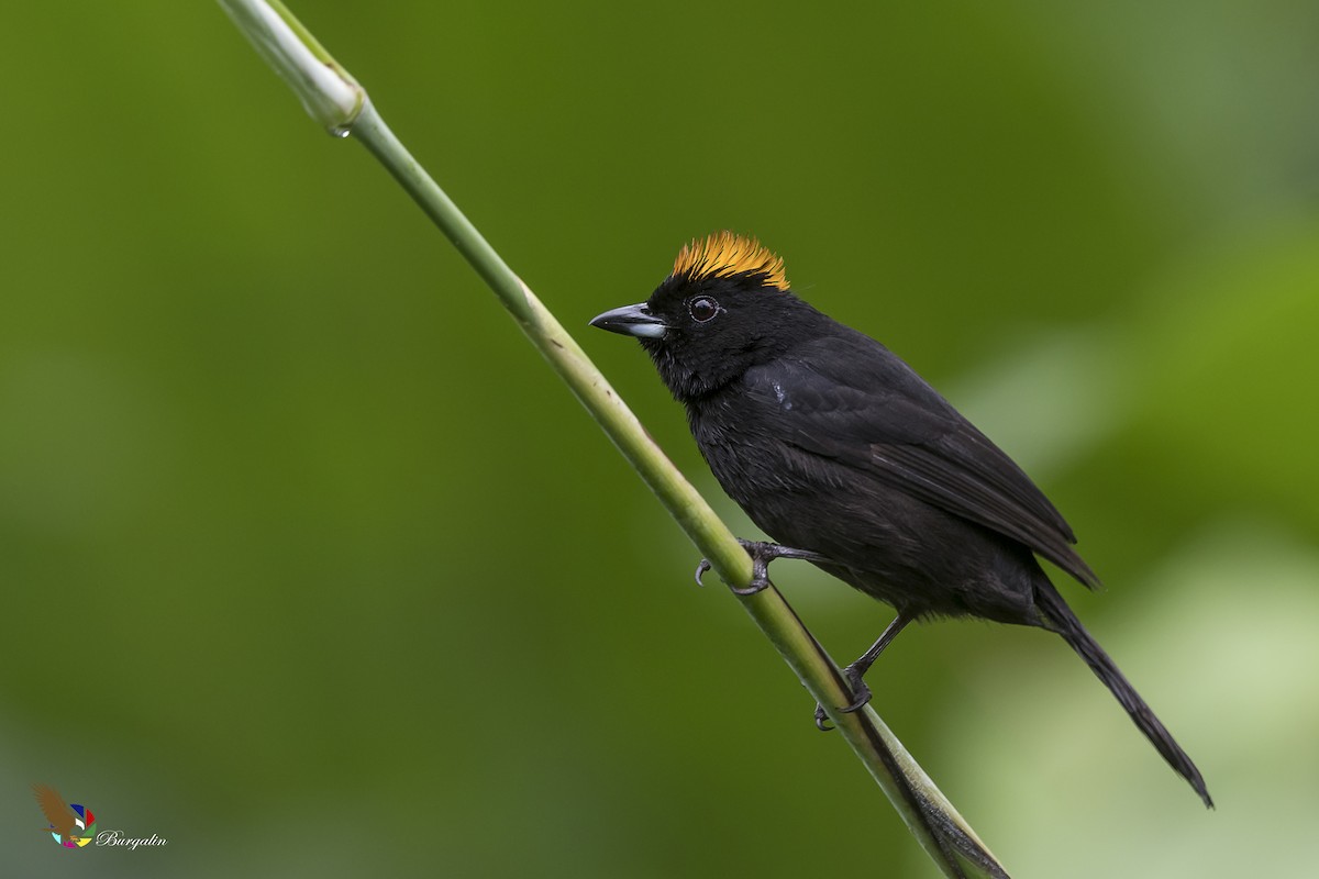 Tawny-crested Tanager - Fernando Burgalin Sequeria