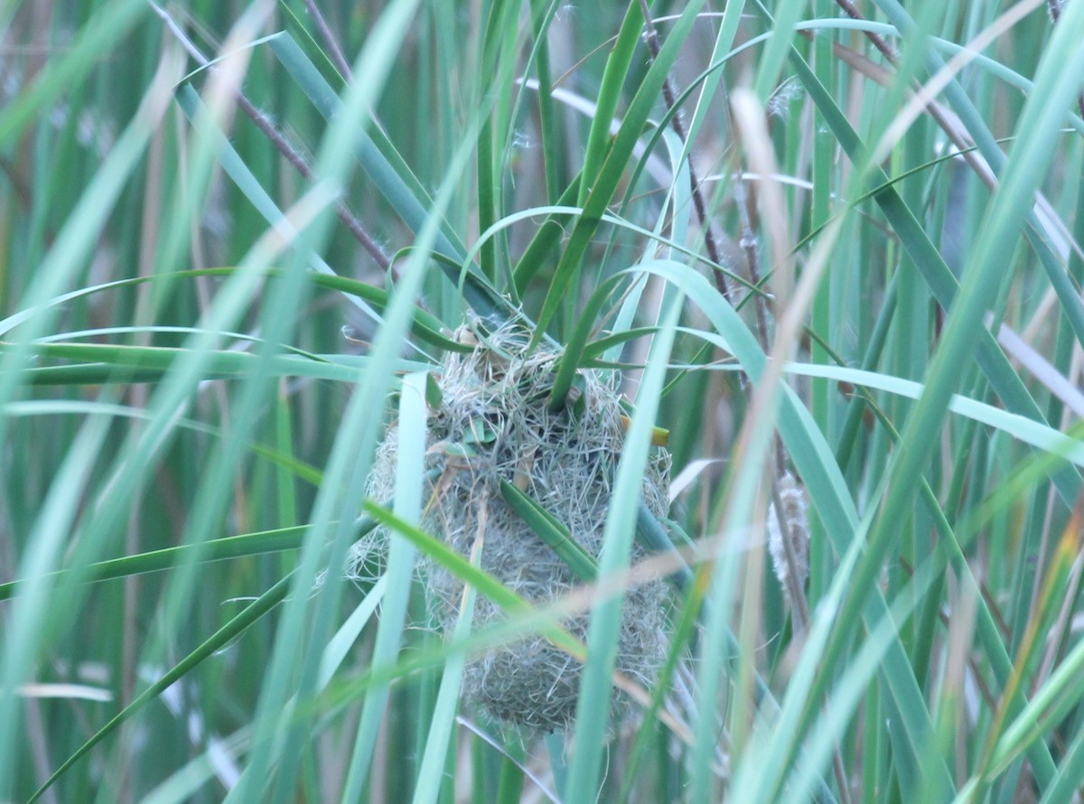 Streaked Weaver - Badri Narayanan Thiagarajan