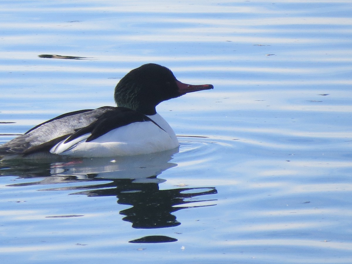 Common Merganser - ML135023831