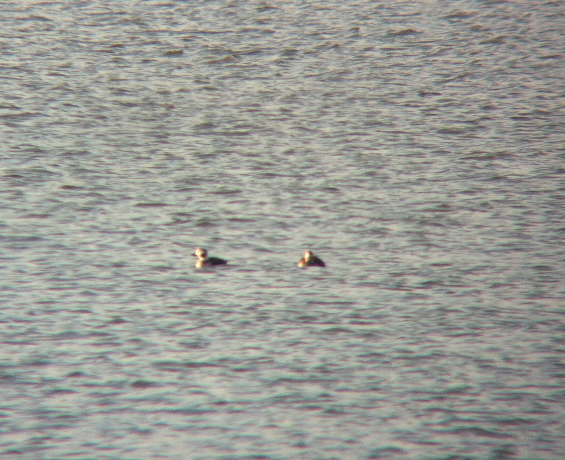 Long-tailed Duck - ML135024431