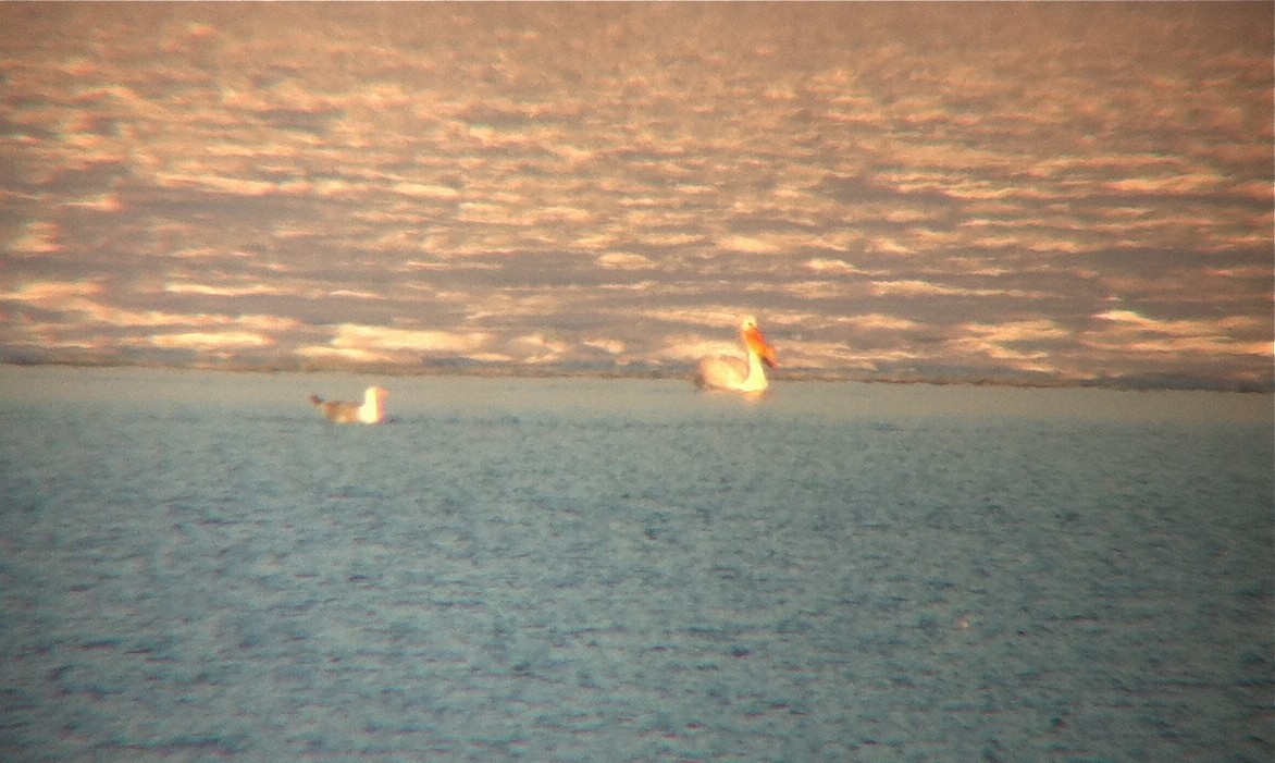 American White Pelican - ML135024731